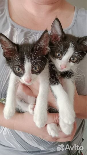 Кошечки в дар