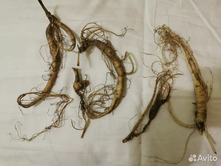 Женьшень в мёду