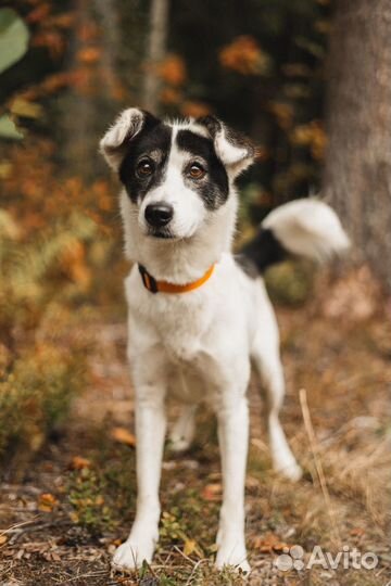 Собачка в добрые руки
