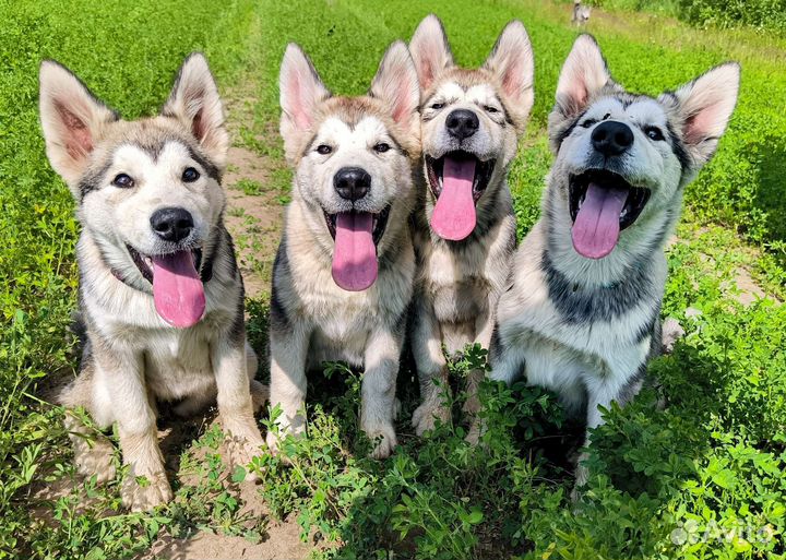 Аляскинский маламут