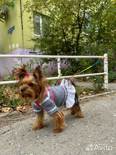 Вязаные вещи для собак мелких пород