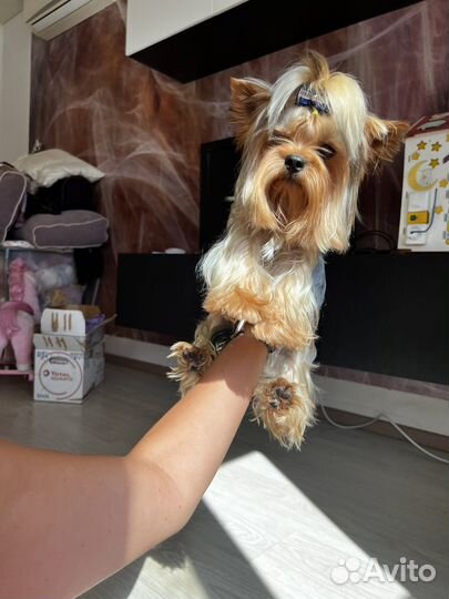 Мини женихи с документами