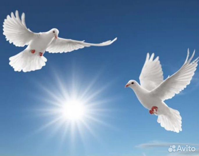 Агент на торгах по банкротству