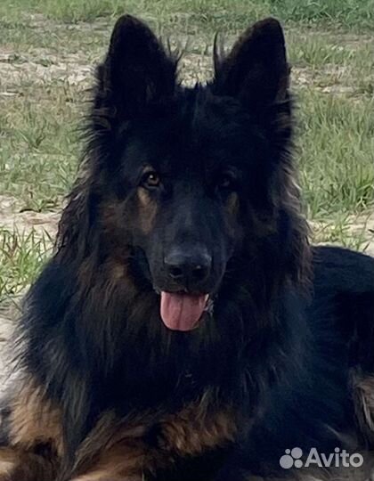 Немецкая овчарка вязка