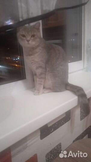 Кошка в дар бесплатно