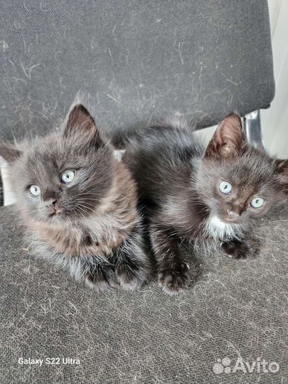 Котята в добрые руки бесплатно