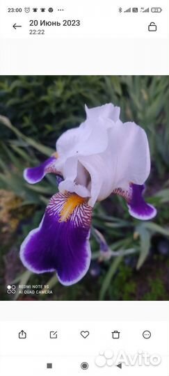 Многолетние садовые цветы (часть2)