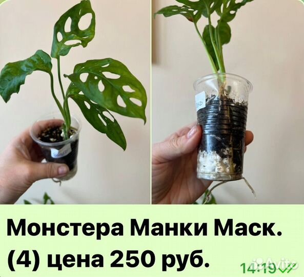 Монстера Манки Маск