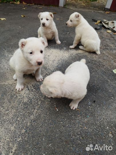 Среднеазиатская овчарка алабай щенки