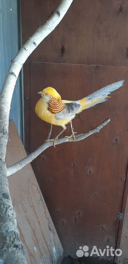 Фазаны лимонные