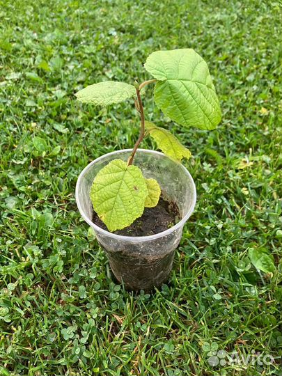 Саженцы орешника