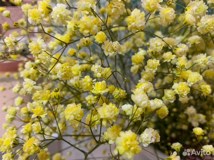 Удивительные букеты из цветной гипсофилы