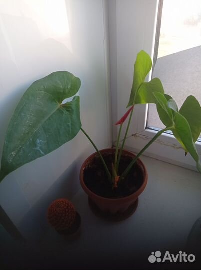 Антуриум Dakota старая