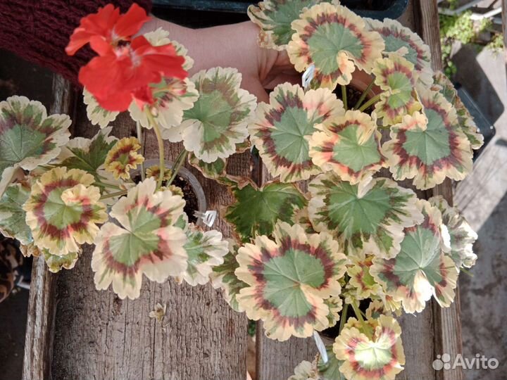 Пеларгонии сортовые