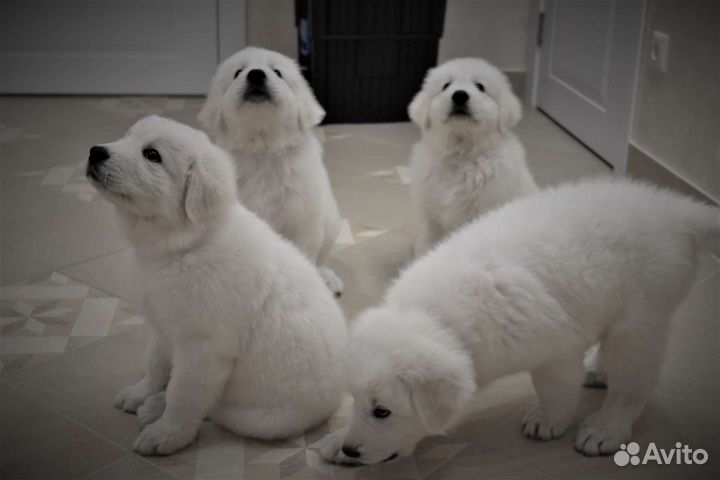 Щенки Мареммо-абруцкой овчарки (Маремма)