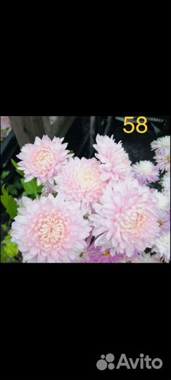 Черенки хризантемы корейские