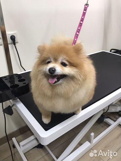 Груминг собак и кошек