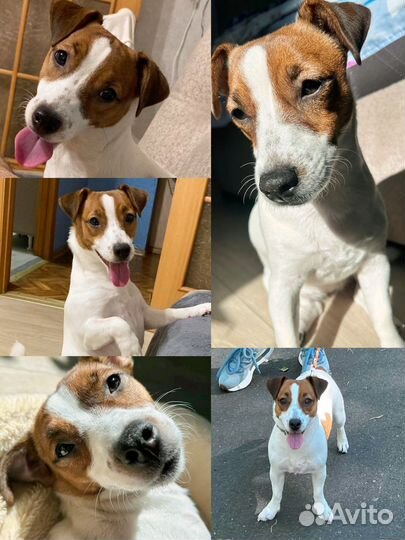 Щенки джек рассел