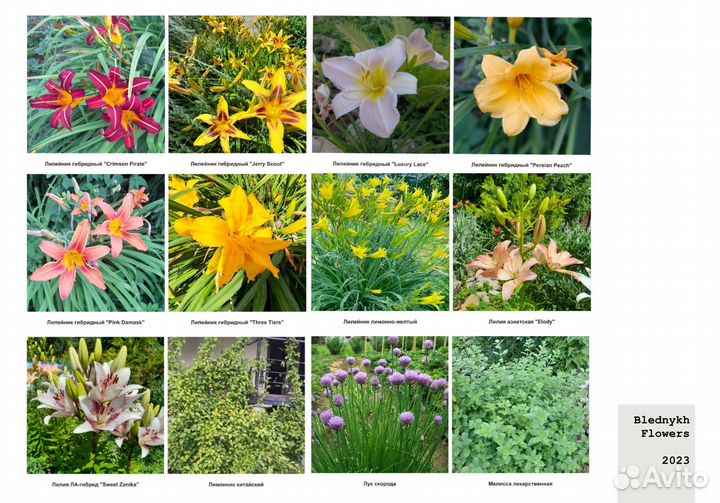 Садовые растения