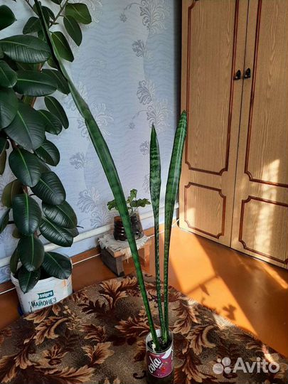 Сансевиерия