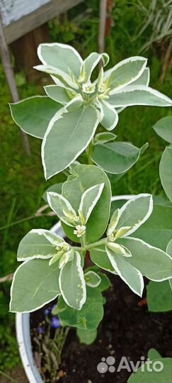 Вологодское кружево, Бузульник, Седум