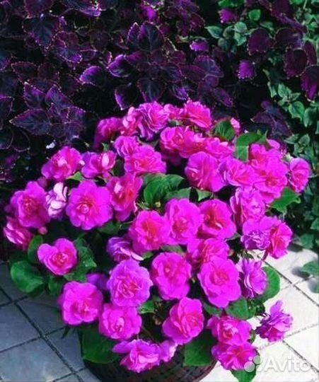 Бальзамины махровые вегетативные