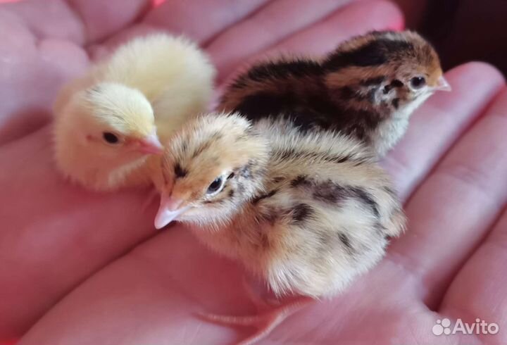 Инкубационное яйцо перепела