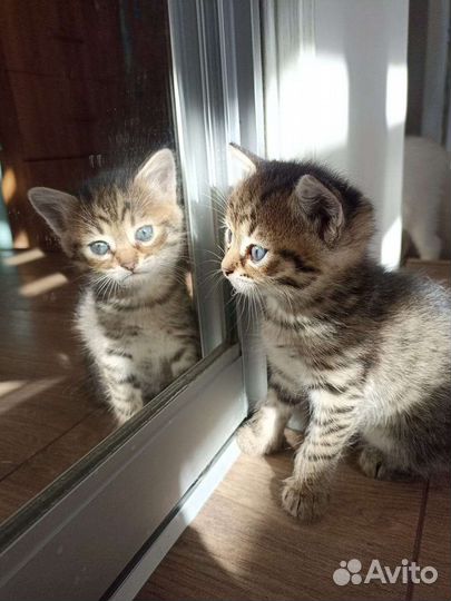 Котенок 2 месяца