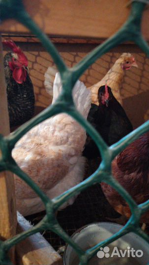 Инкубационное яйцо кур доминант