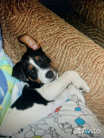 Догситтер/ передержка собак и кошек /выгул