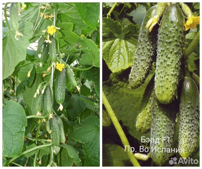 Семена высокоурожайного огурца Бэрд F1