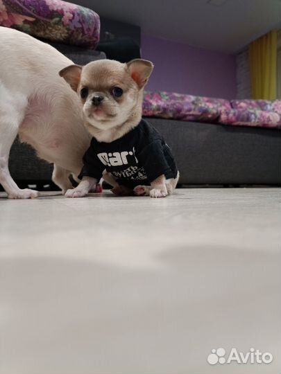 Малыш чихуахуа