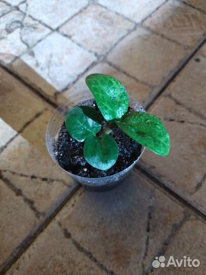 Замиакулькас супер нова, равен, зензи, Замифолия