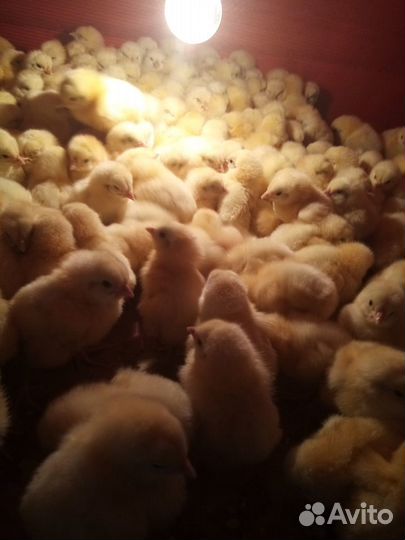 Утята бройлерные