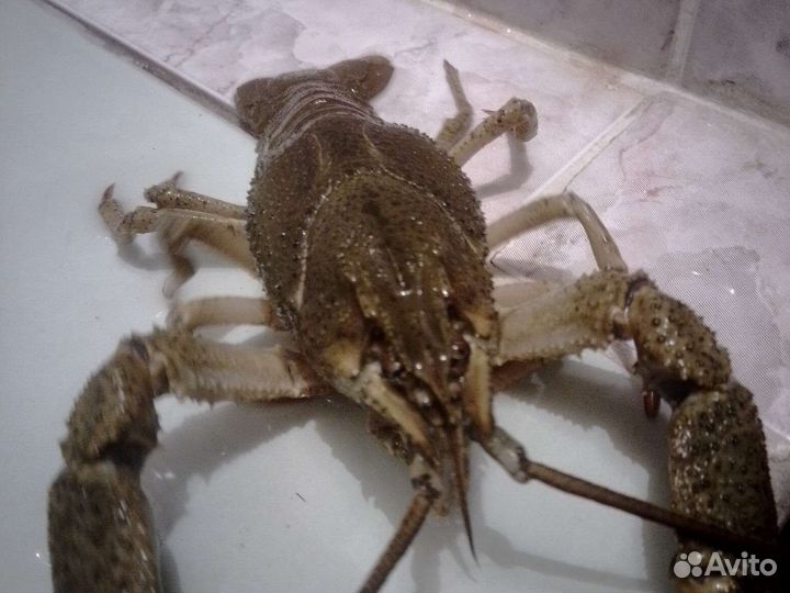 Раки живые.доставка