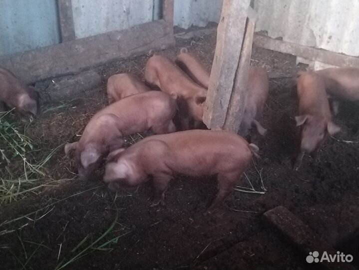 Поросята дюрок