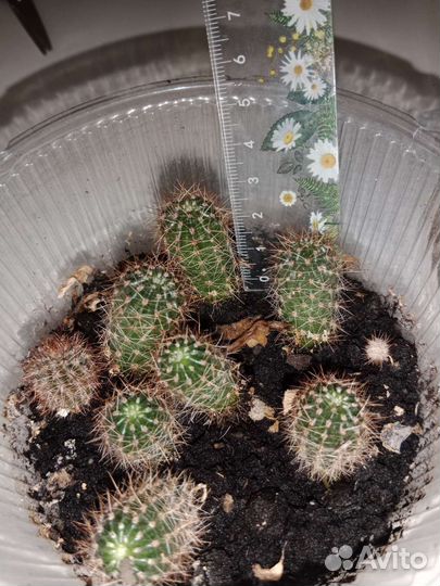 Кактус, детки кактуса