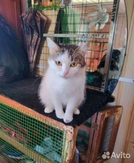 Кошечка в добрые руки