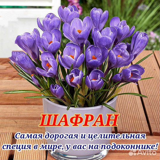 Шафран Луковицы сорт Crocus Sativus Посевной