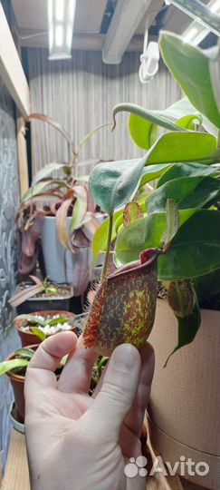 Непентес Хукериана