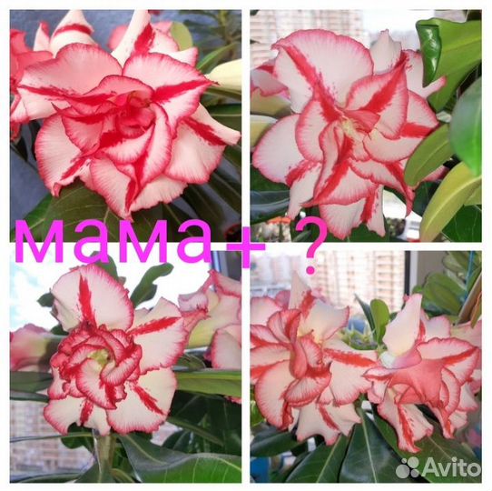 Семена Адениума ручного опыления