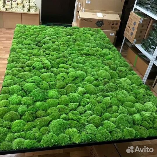 Стабилизированный мох, кочка бархатная