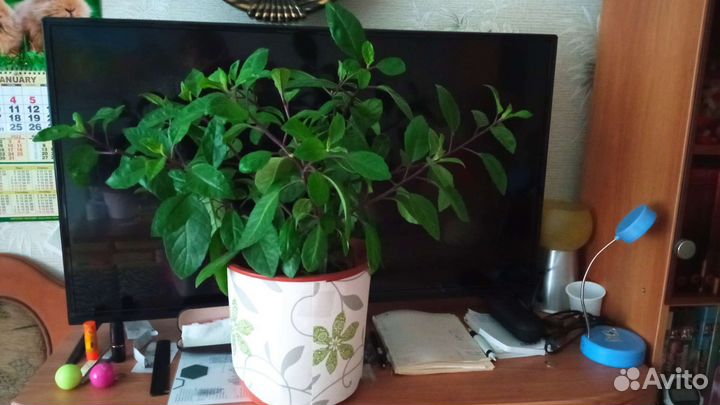 Шикарная Джинура