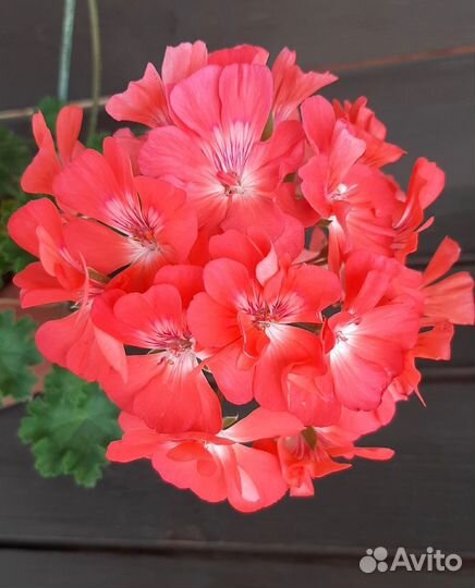 Пеларгонии зонартики срезом