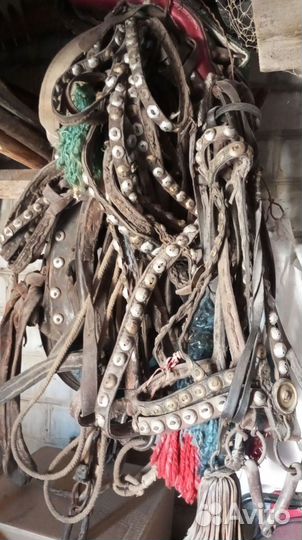 Сбруя для лошади