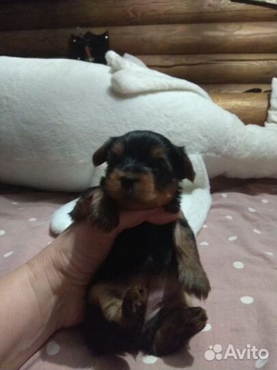 Йоркширский терьер