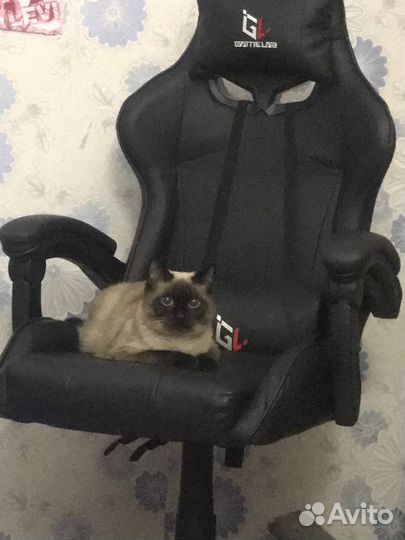 Кот на вязку (Сиамец)