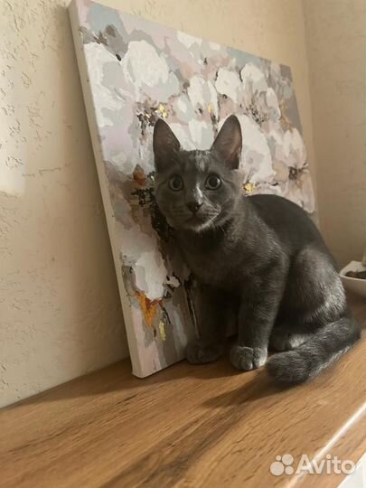 Котенок в добрые руки