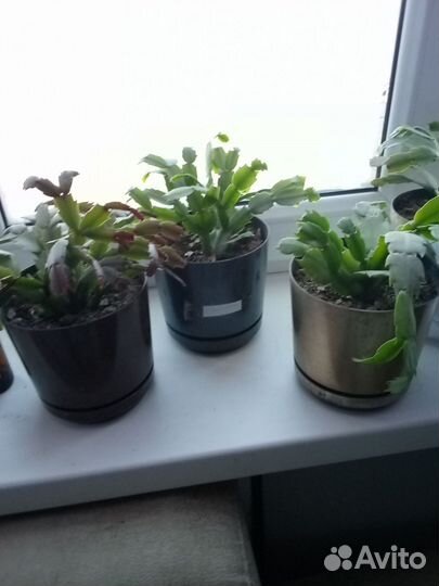 Декабрист шлюмбергера сортовые