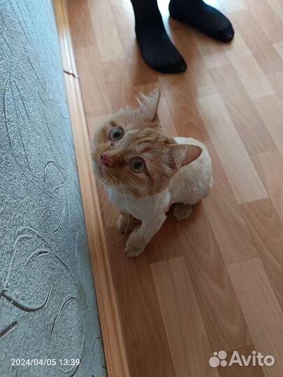 Рыжий котик в добрые руки